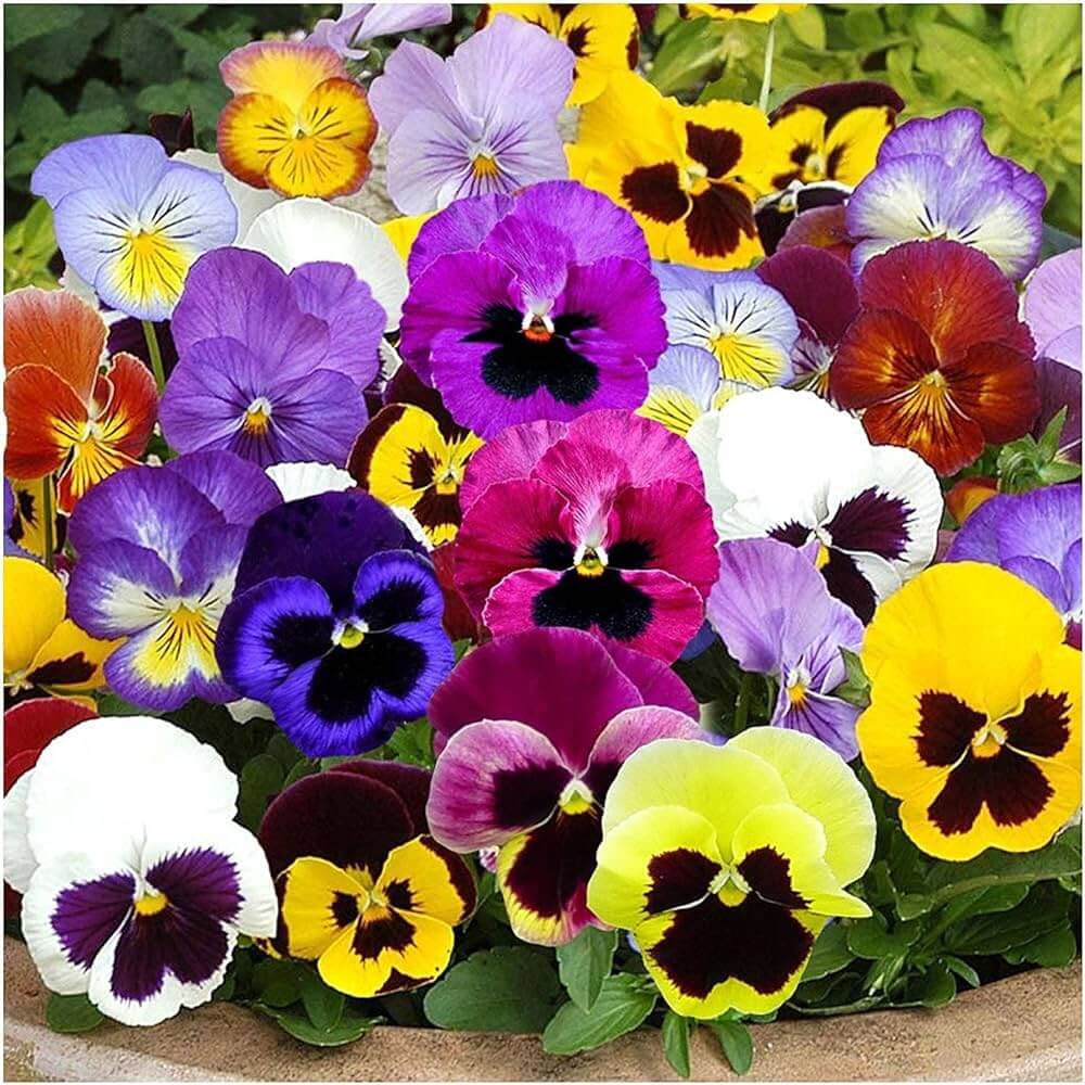 Perennial Pansy Viola Tricolor Seeds