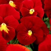 Red pansy Viola Tricolor Seeds