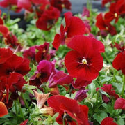 Red pansy Viola Tricolor Seeds