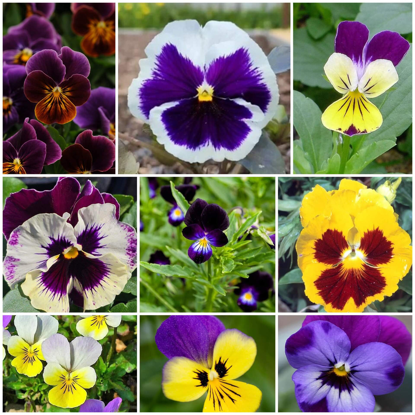 Viola Seeds, Viola tricolor Flower Seeds