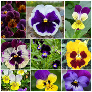 Viola Seeds, Viola tricolor Flower Seeds