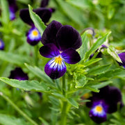 Viola Seeds, Viola tricolor Flower Seeds