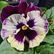 Viola Seeds, Viola tricolor Flower Seeds