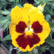 Viola Seeds, Viola tricolor Flower Seeds