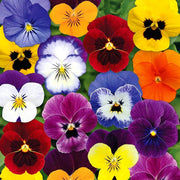 Wild Pansy Mix Viola Tricolor Seeds