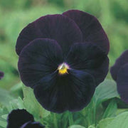 Black Pansy Viola Tricolor Seeds