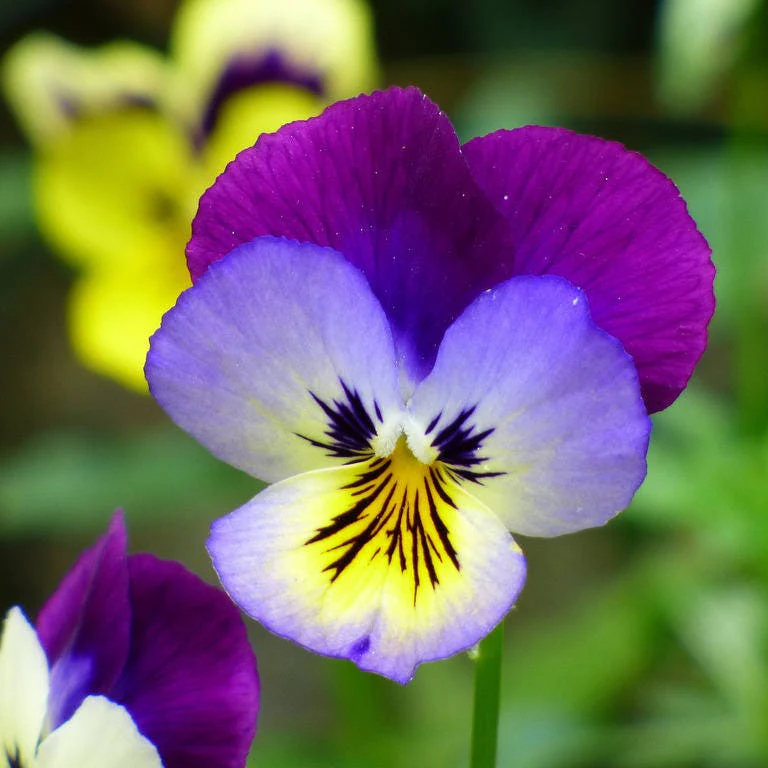 Viola Tricolor Johnny Jump Up Seeds