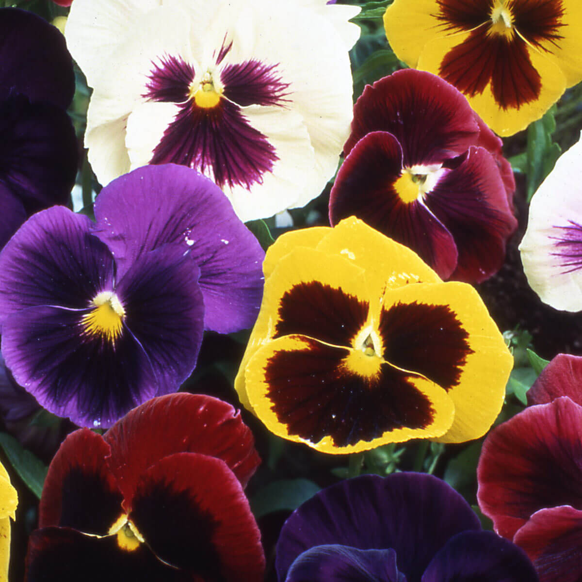 Viola Tricolor Mixed Colors Seeds