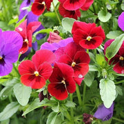Perennial Pansy Viola Tricolor Seeds