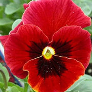 Red pansy Viola Tricolor Seeds