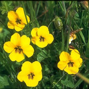 Vibrant Heirloom Yellow Pansy Seeds