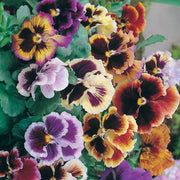 Double Pansy Viola tricolor Seeds
