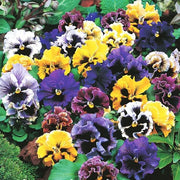 Double Pansy Viola tricolor Seeds