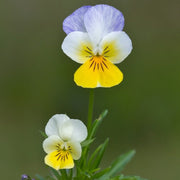Pansy Viola tricolor Seeds