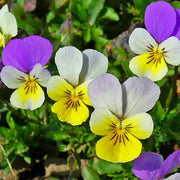 Pansy Viola tricolor Seeds
