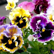 Double Pansy Viola tricolor Seeds