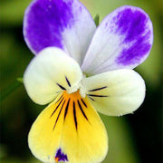 Pansy Viola tricolor Seeds