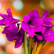 Violet Amaryllis Seeds