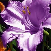 Violet Amaryllis Seeds