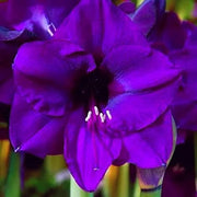 Violet Amaryllis Seeds
