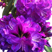 Violet Azalea Seeds - Flower Plant