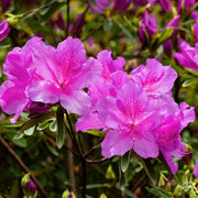 Violet Azalea Seeds - Flower Plant