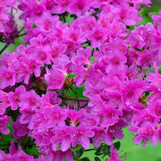 Violet Azalea Seeds - Flower Plant