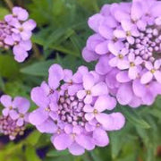 Violet Candytuft iberis Seeds