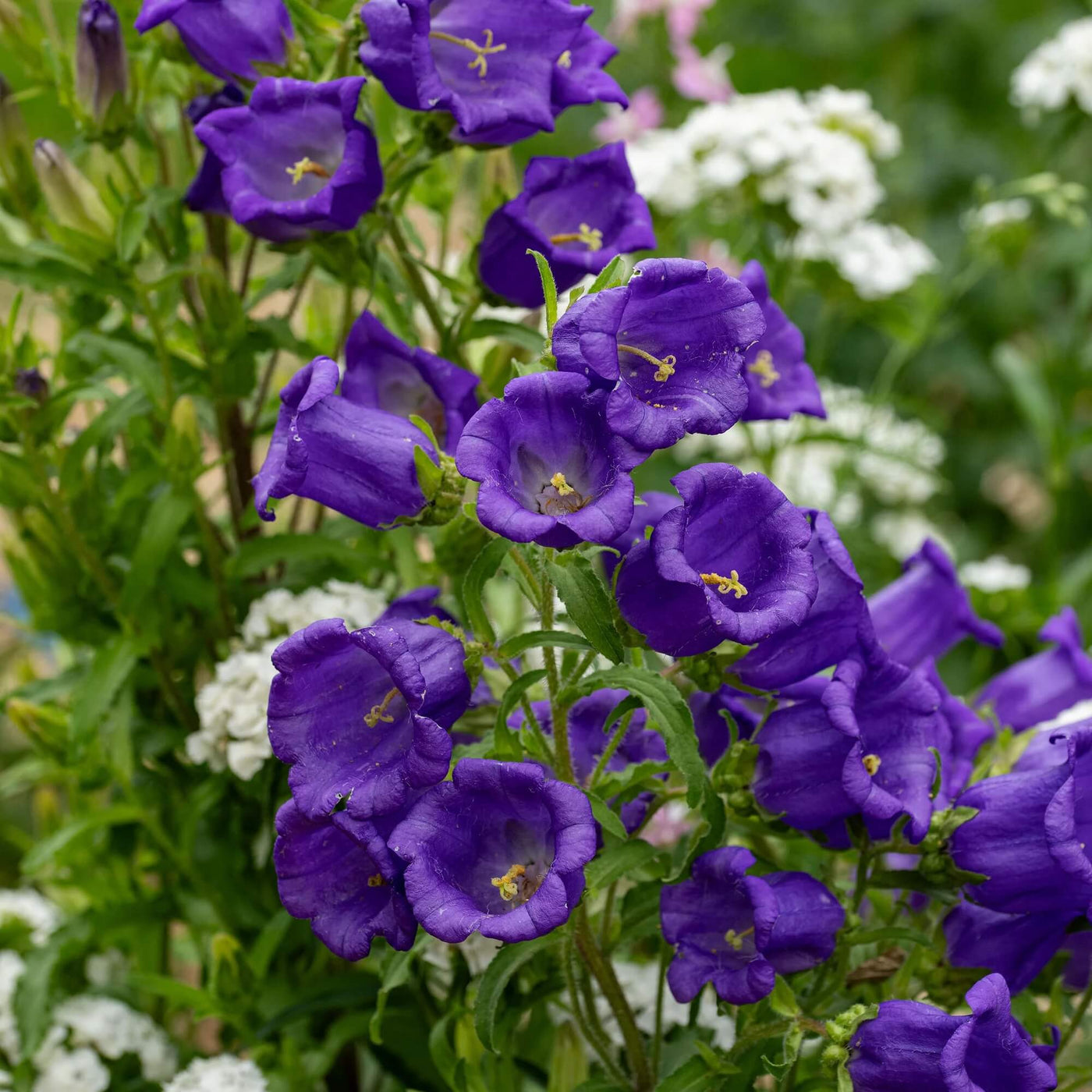 Wildflower Mix Violet Canterbury Bells Seeds