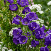 Wildflower Mix Violet Canterbury Bells Seeds