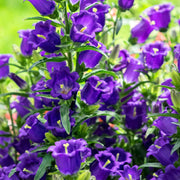 Wildflower Mix Violet Canterbury Bells Seeds
