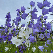 Wildflower Mix Violet Canterbury Bells Seeds