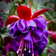 Violet Fuchsia Flower Seeds - Flower Plant
