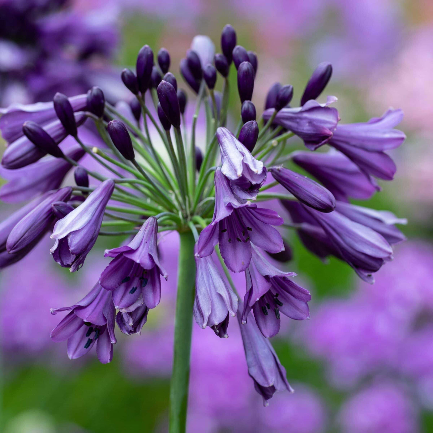Violet Hardy Agapanthus Seeds