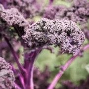 Violet Kale Seeds