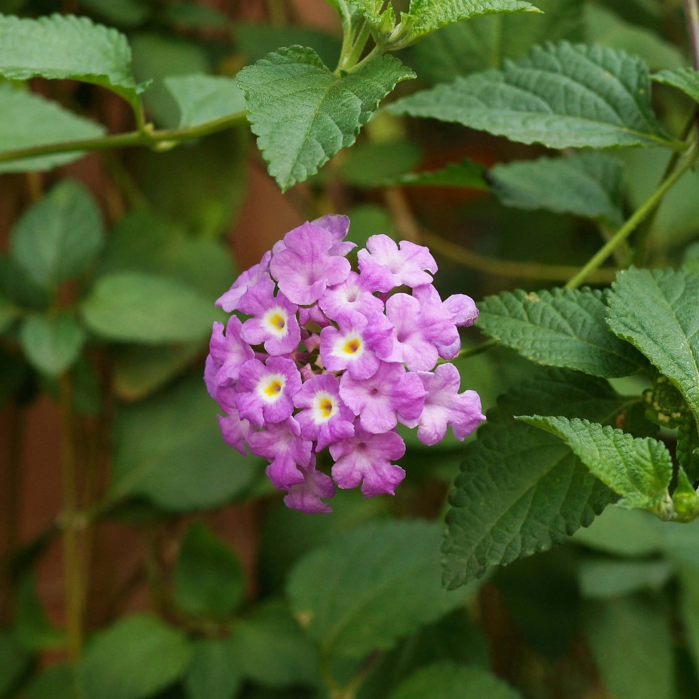 Violet Lantana Seeds - Flower Plant