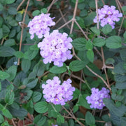 Violet Lantana Seeds