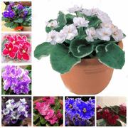 Violet Mixed Color African Seeds