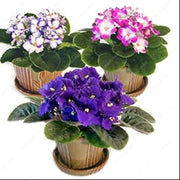 Violet Mixed Color African Seeds