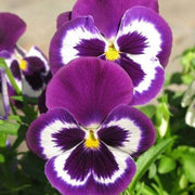 Violet Pansy Seeds
