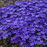 Violet Phlox Seeds