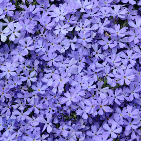 Violet Phlox Seeds
