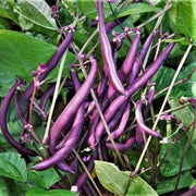 Violet Pole Bean Seeds