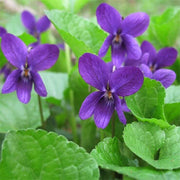 Queen Charlotte Violet Seeds