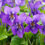 Queen Charlotte Violet Seeds