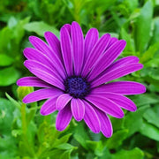 Wildflower Mix Violet Rigens Seeds