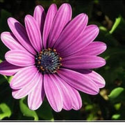 Wildflower Mix Violet Rigens Seeds