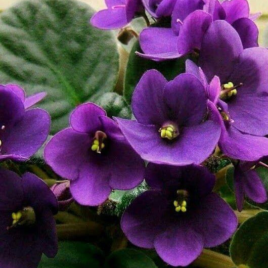Futaba Violet Seeds