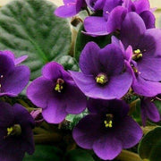 Futaba Violet Seeds