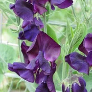 Mini Violet Violet Seeds